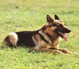 Adestramento de cães em Caçapava